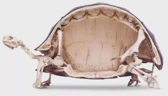 乌龟骨骼结构图图片