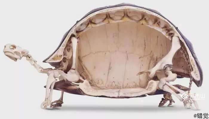 乌龟的骨架是这样的,它的壳原来是骨头的一部分